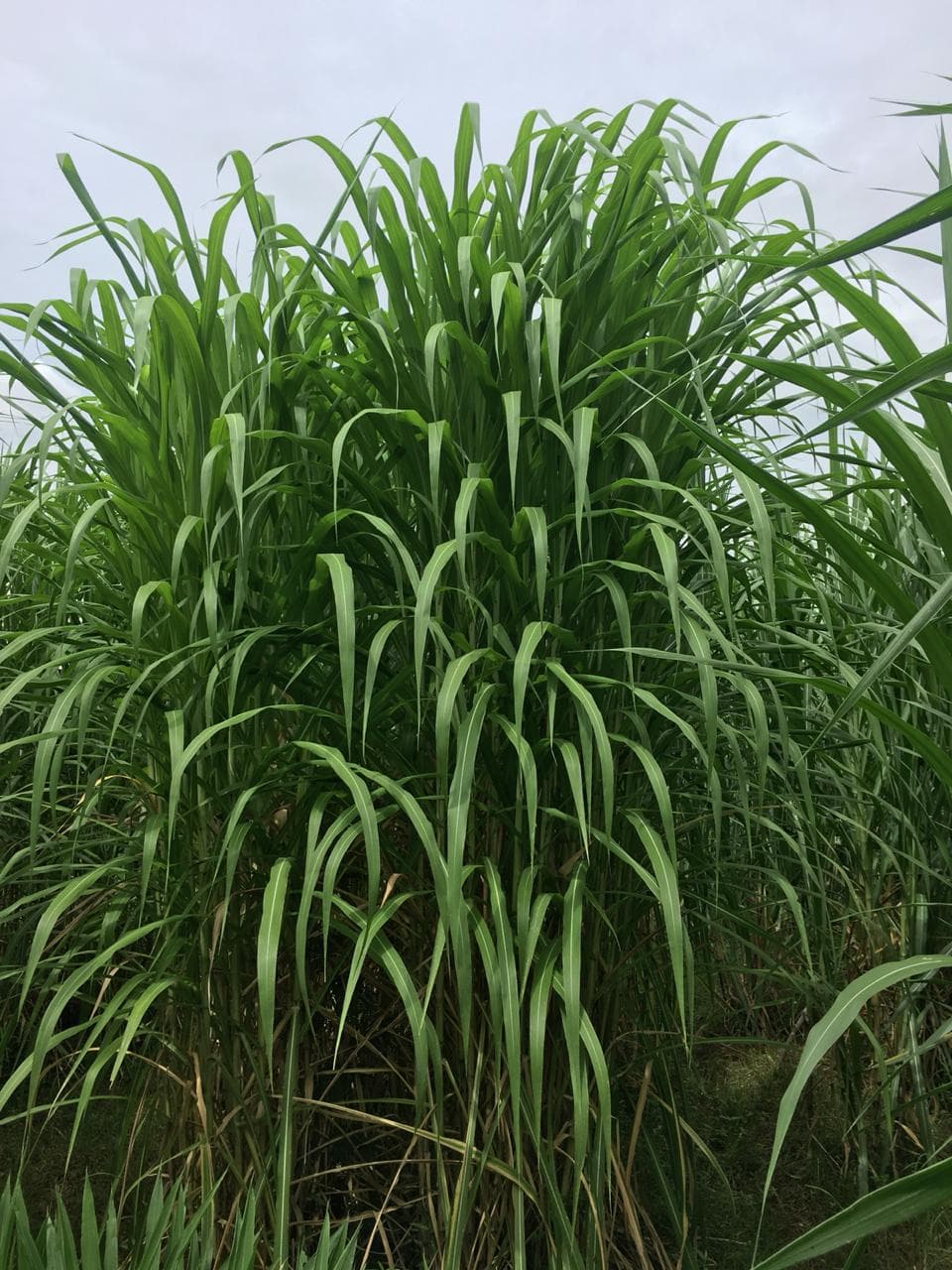 Pengenalan & Manfaat Bibit Rumput Unggul Gama Umami