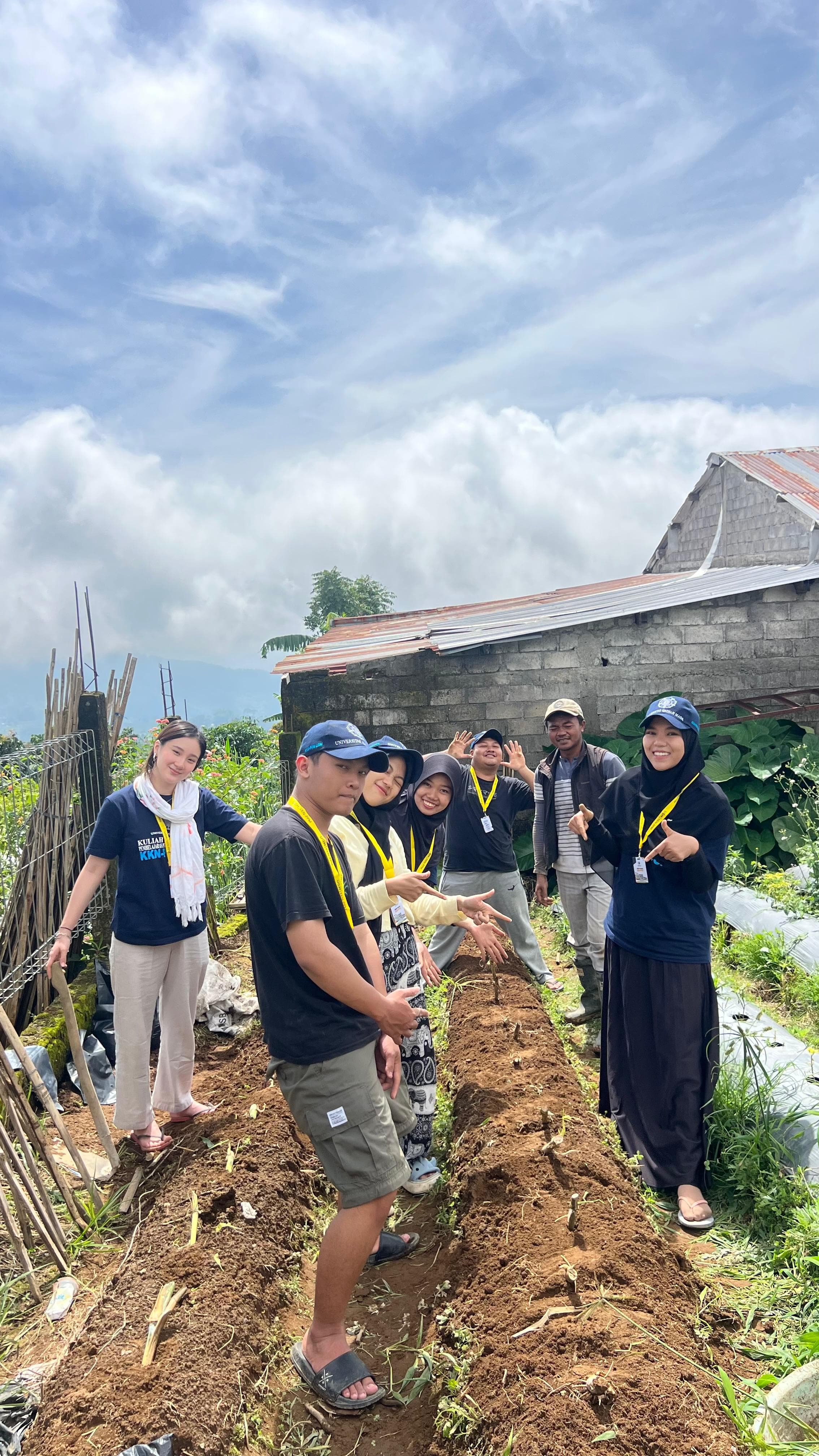 Cara Penanaman Bibit Rumput Unggul Gama Umami
